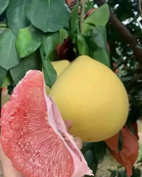 梅州三红蜜柚果大好吃，9分甜1分酸，脆甜爽口