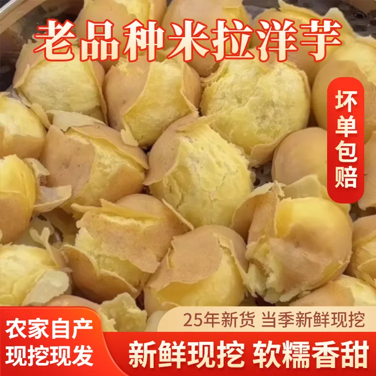 恩施绿葱坡高山米拉洋芋老品种农家土豆（助农代卖）