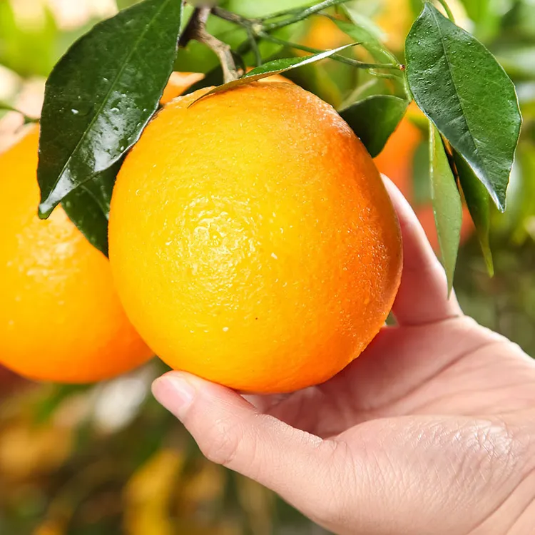 【20斤装】正宗新宁崀山脐橙新鲜橙子采摘当季水果产地直发甜橙