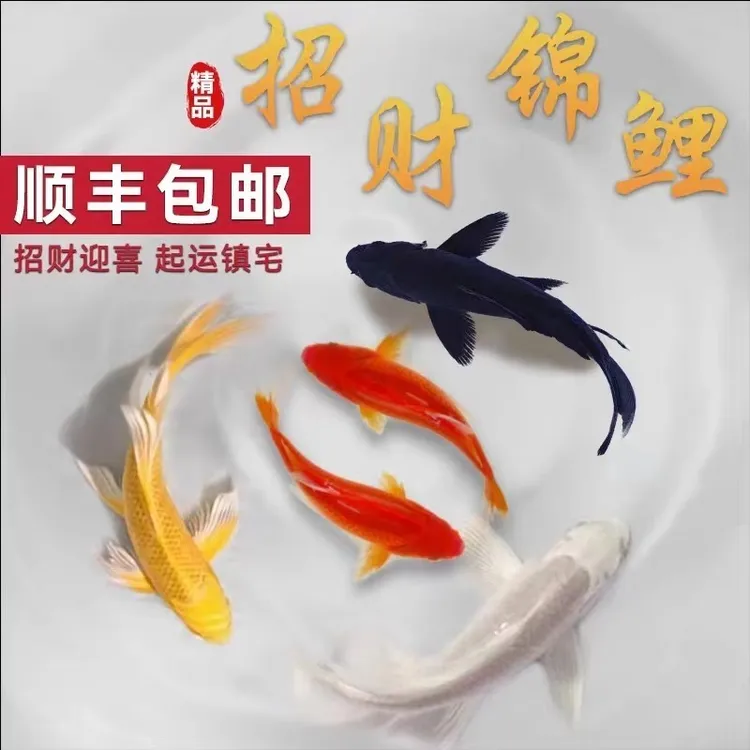 锦鲤活鱼黄金锦鲤火鲤淡水好养易活鱼金鱼小型纯种锦鲤小锦鲤鱼苗