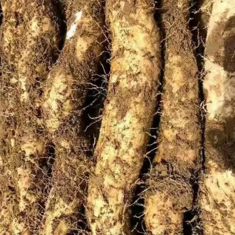 石板岭#利川山药