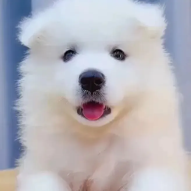 萨摩耶宠物活体狗狗