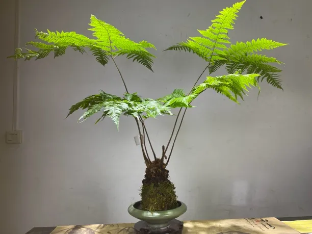 绿植禅意金丝虹鳞蕨水培苔藓球高端盆景（不含盆）随机发货高60cm