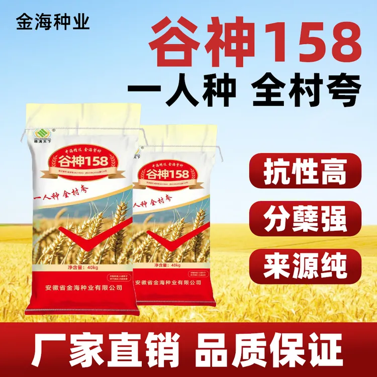 谷神158皖审半冬性品种抗病分蘖强穗大粒多抗倒伏丰收保产小麦种