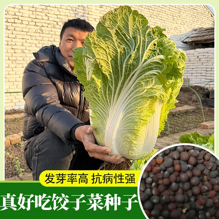 真好吃饺子菜 棵棵十八斤大白菜秋季抗病大白菜种子白菜种籽