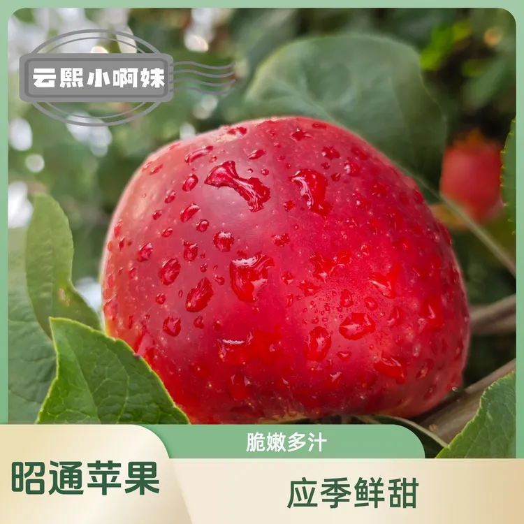 正宗云南昭通丑苹果新鲜现摘冰糖心脆甜水果