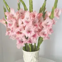 明年开花/剑兰种球5颗《阿迪娜周长8–10cm》