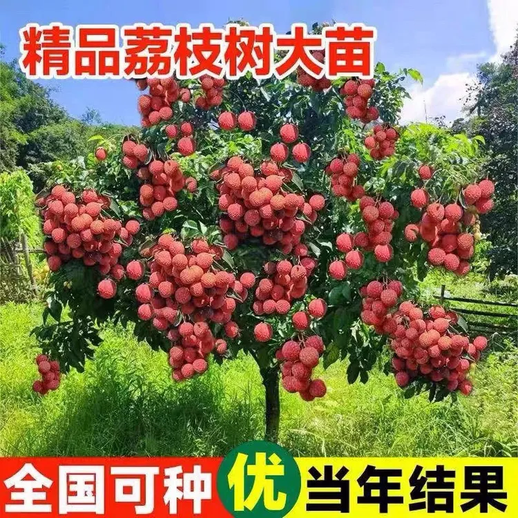 （顺丰包邮）广西灵山荔枝果树苗冰荔桂味嫁接果苗庭院盆栽南北种植