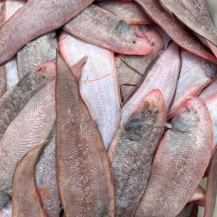 （小阿姨推荐）福建本港塔西鱼