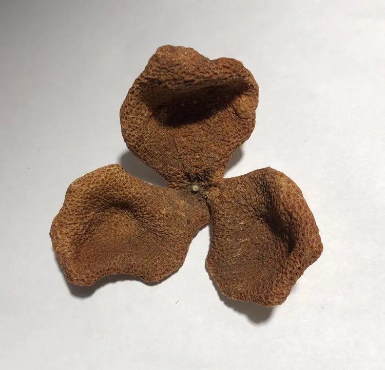 2022年新会茶坑二红跟大红皮之间生晒适合泡茶的新会柑皮