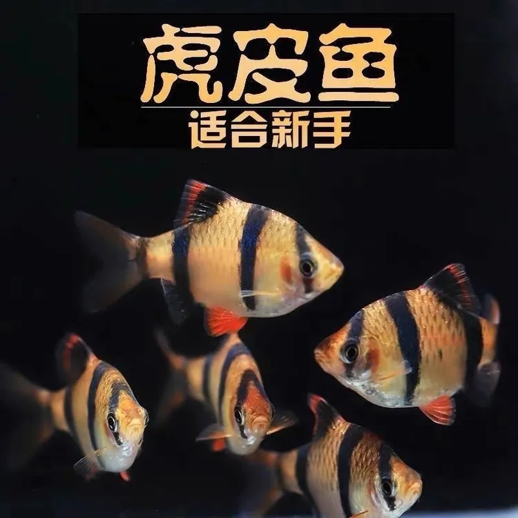 新手好养虎皮鱼荧光虎皮绿虎皮热带鱼观赏鱼小型活体鱼宠物鱼耐活