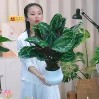 彩虹竹芋盆栽室内好养护办公桌面彩色美观鲜活植物