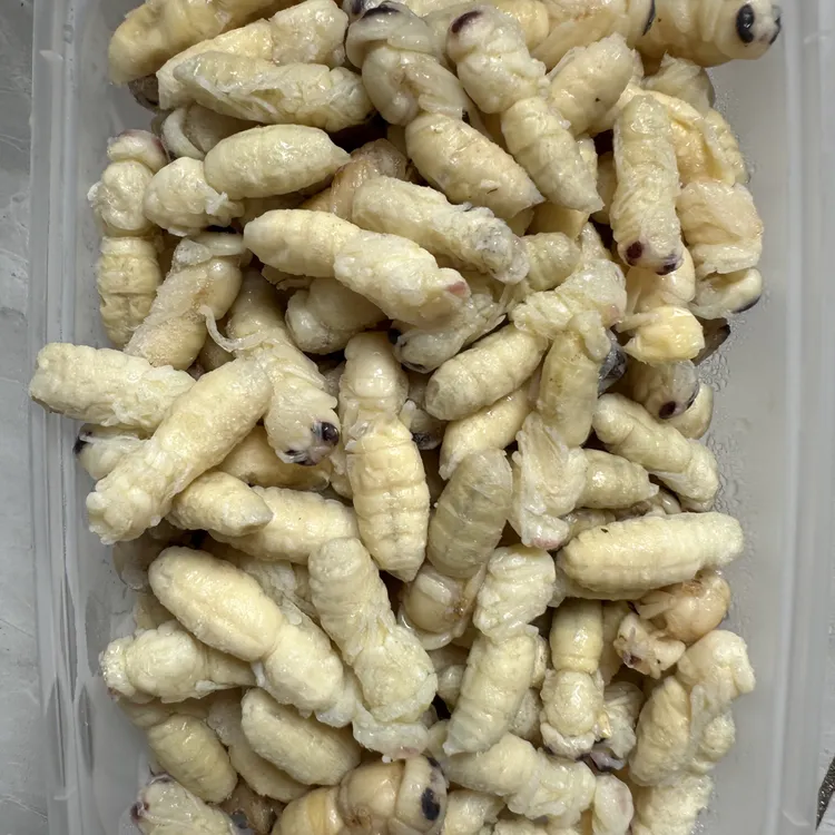 新鲜速冻虎头蜂 精品二级蛹 顺丰包邮