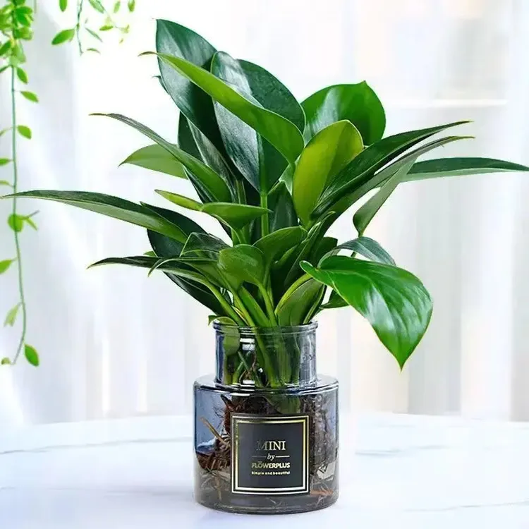 金钻绿公主水培绿植室内客厅办公桌面摆放净化空气花卉盆栽苗
