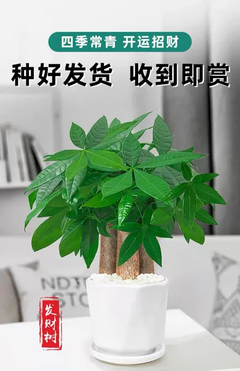 发财树盆栽室内客厅桌面绿植装饰品水培好养四季常青吸甲醛