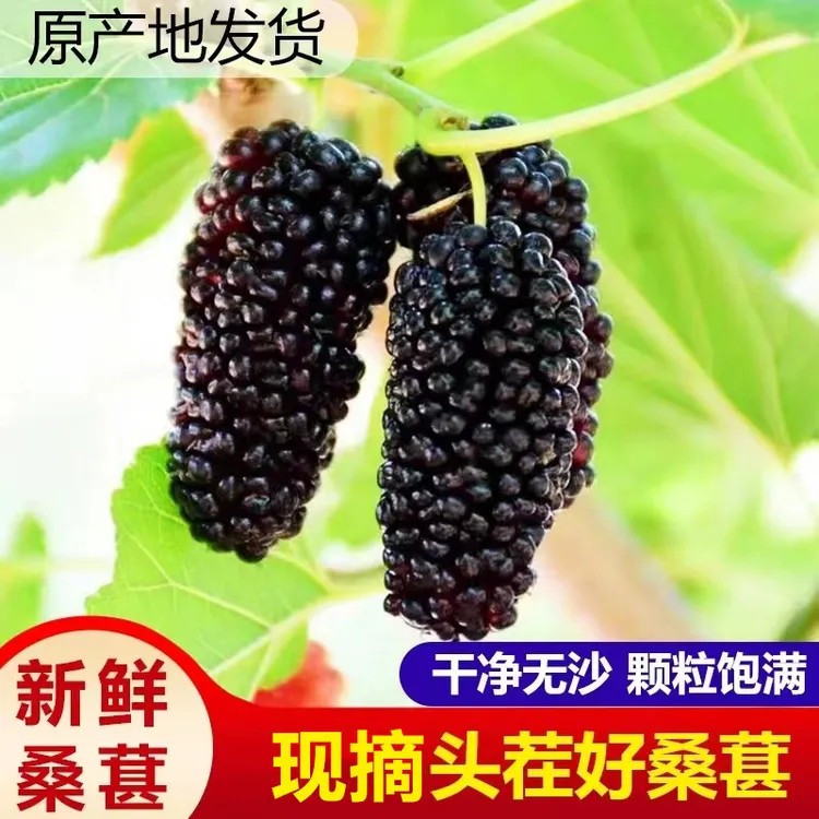 2025现摘现发鲜果桑葚果桑椹泡酒孕妇水果鲜吃做果酱酵素顺丰包邮