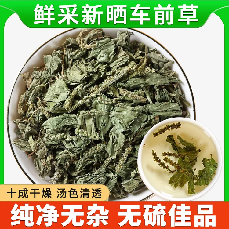 500g车前草新鲜干货正品泡茶泡水喝商用批发