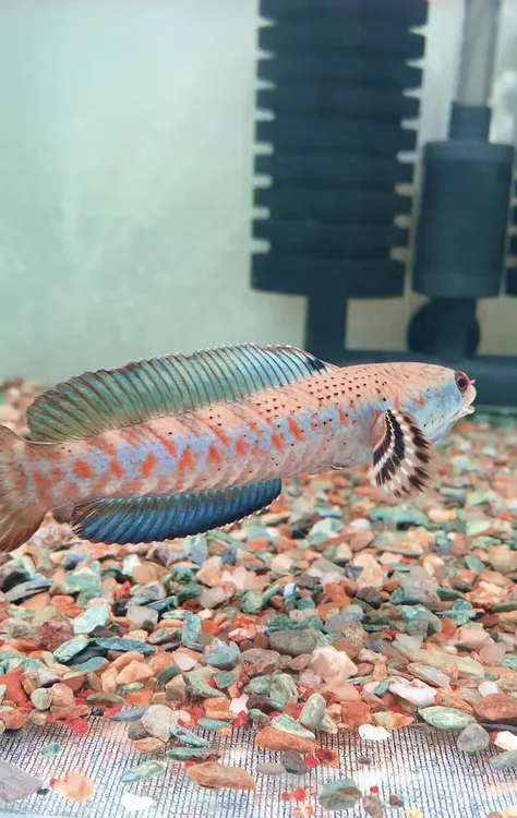 幻彩红宝石雷龙鱼 幻红雷龙 互动超强 中型雷龙 新手推荐包损包邮