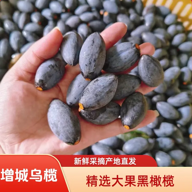 【广东包邮】增城乌榄新鲜采摘左尾西山乌榄黑榄乌榄角黑橄榄水果