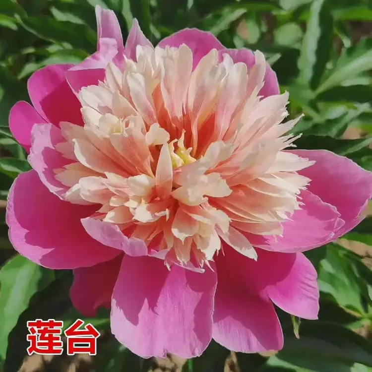 芍药【莲台】山东菏泽正宗观赏芍药花苗 可地栽盆栽 （拍5送1）