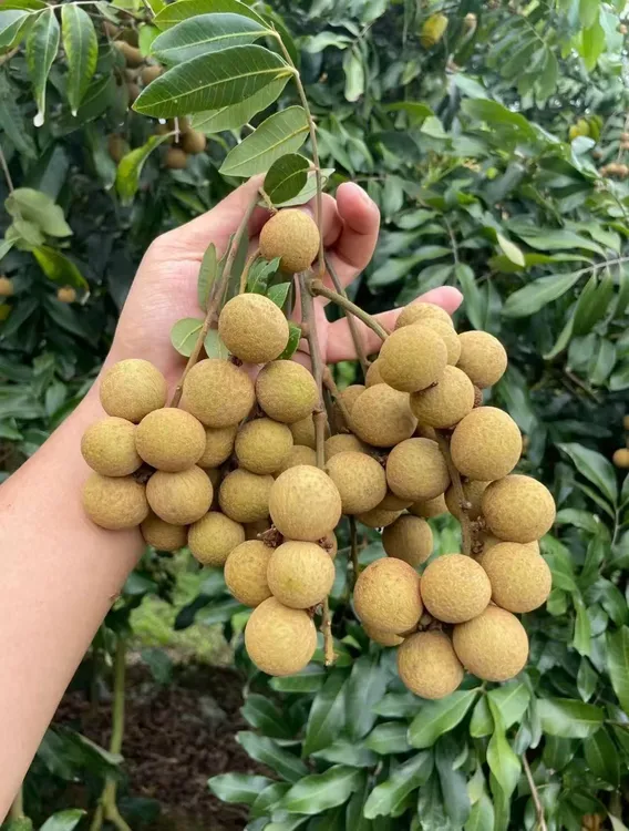 【顺丰包邮】广西平南石硖龙眼现摘现发新鲜当季桂圆爆甜多汁肉厚脆