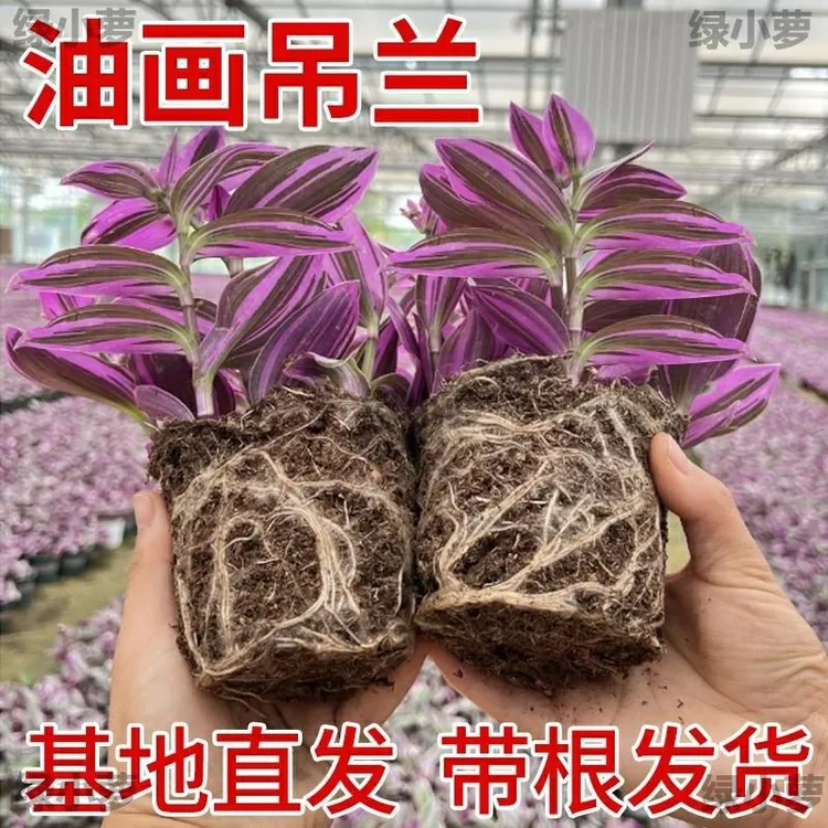 油画婚礼吊兰大苗盆栽进口垂吊爆盆紫露兰好养活绿植室内多肉植物
