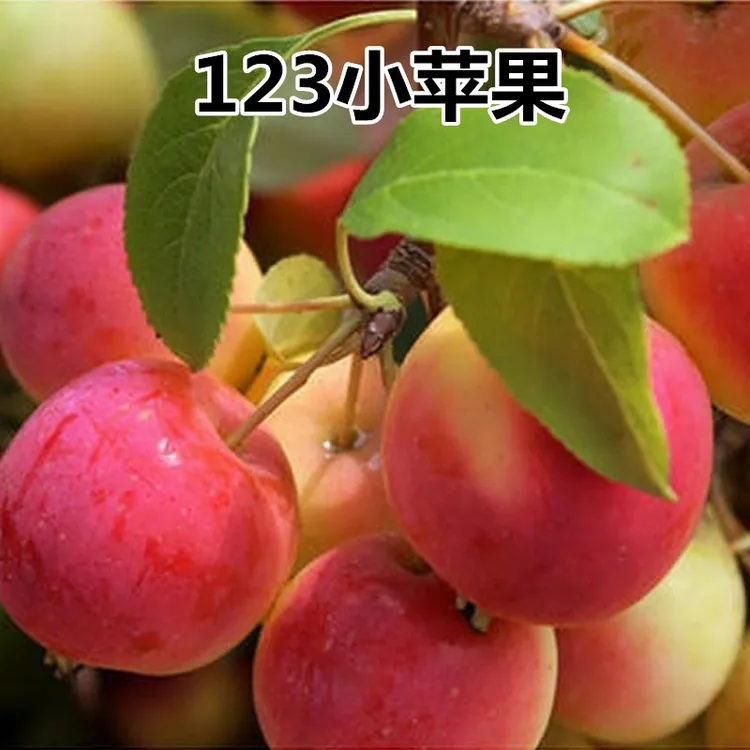 东北123小苹果应季水果现采摘现发货产地直销