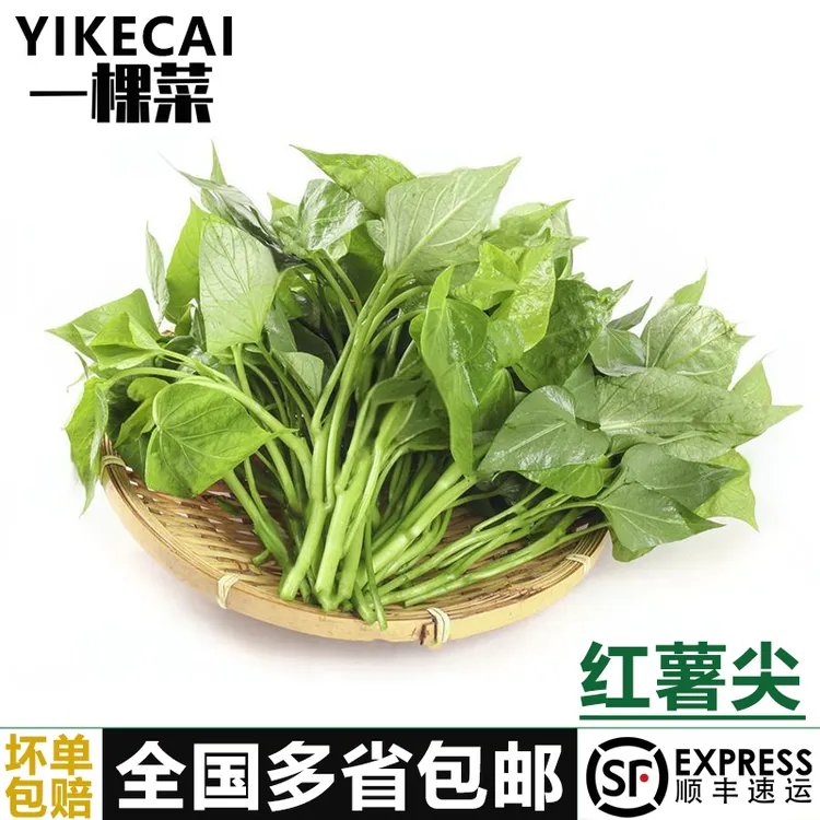 红薯叶1-5斤 新鲜苕尖专吃叶子地瓜叶嫩尖农家自种蔬菜食用番薯叶