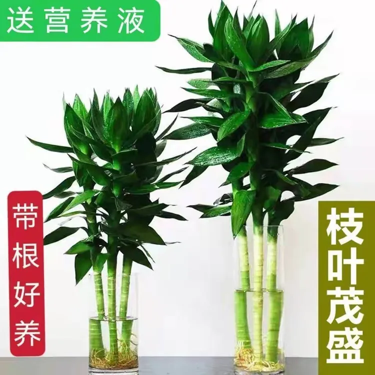 【非常好养活】观音竹富贵竹水培植物带根花卉绿植绿萝室内盆栽转运