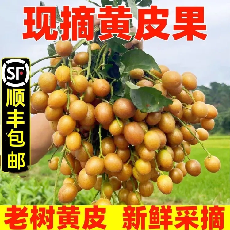 【顺丰包邮】广西黑金刚黄皮果酸甜多汁新鲜采摘孕妇小孩