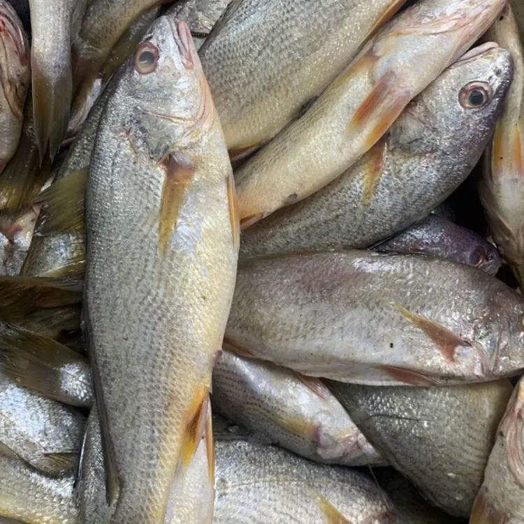 顺丰冷链新鲜海捕深海黄姑鱼蒜瓣肉肉质细腻鲜嫩可红烧清蒸油炸