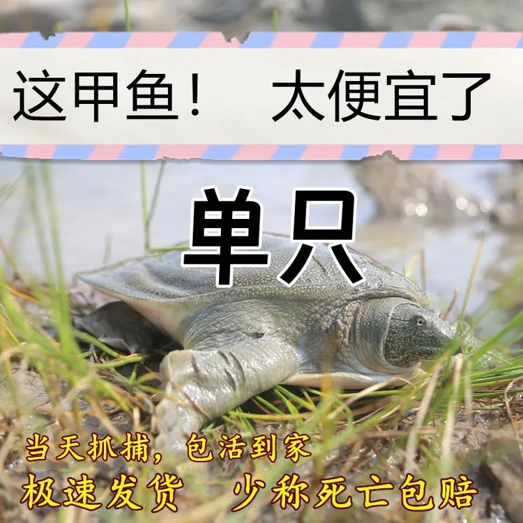 【今日福利推荐】新鲜公甲鱼鲜活生态食用野外生长肉质好包邮水鱼