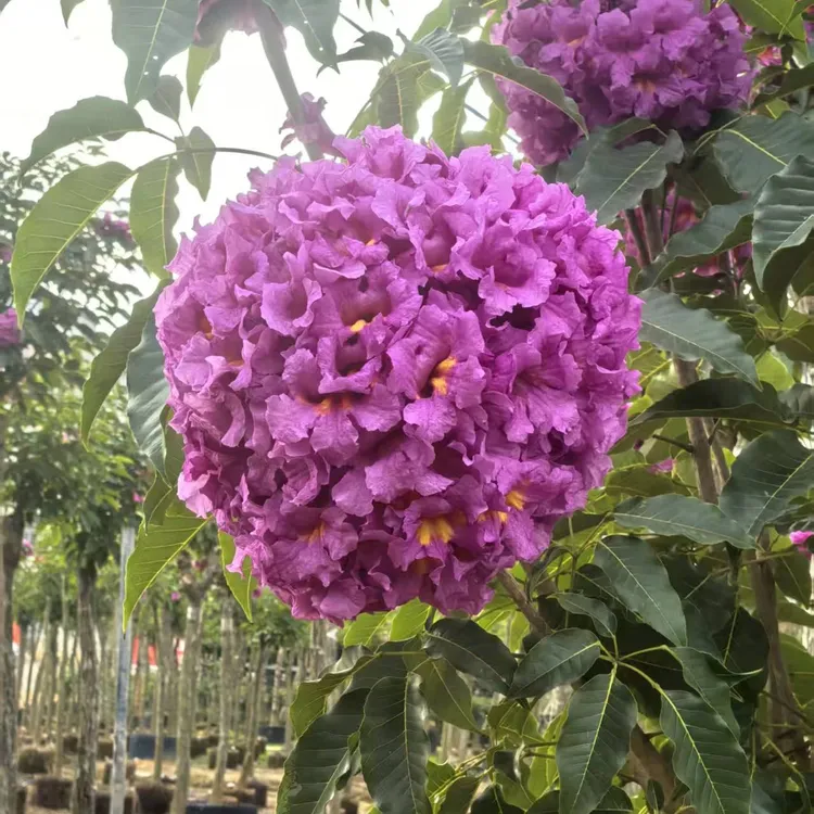 4公分紫花风铃木丹紫一号嫁接苗