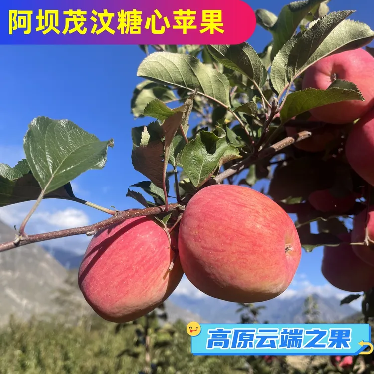 阿坝州汶川茂县高原糖心苹果脆甜多汁新鲜采摘红富士冰糖心苹果
