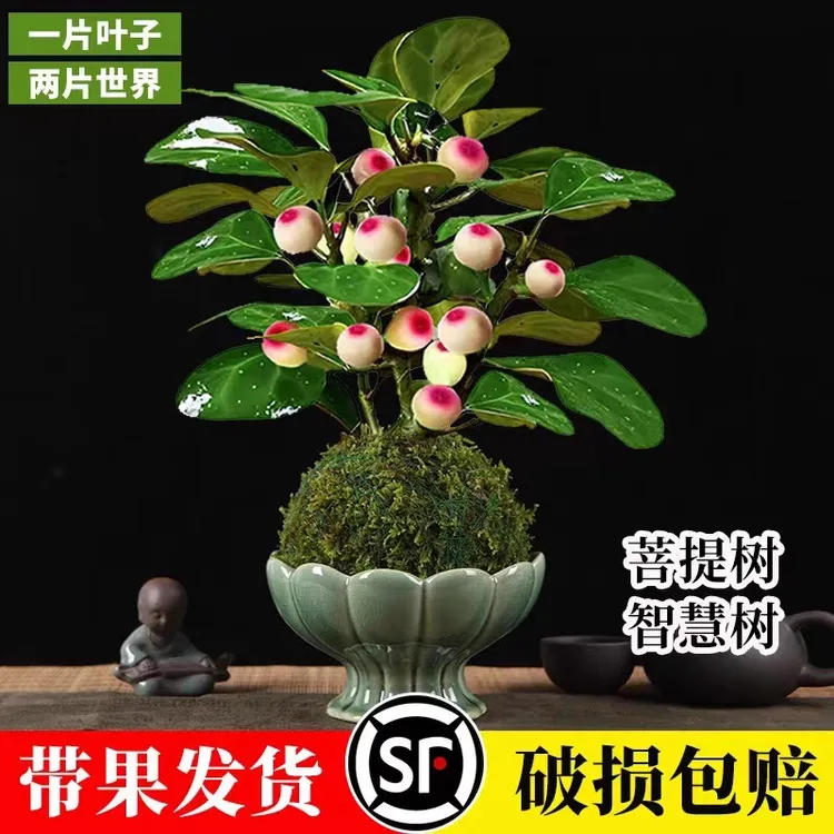 菩提树盆栽小盼菩提盆景带果中式禅意桌面绿植室内客厅植物好养活