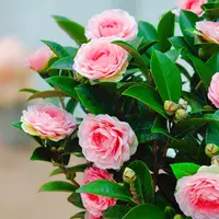 加大加高80cm-1米香妃山茶花原盆原土带花苞发