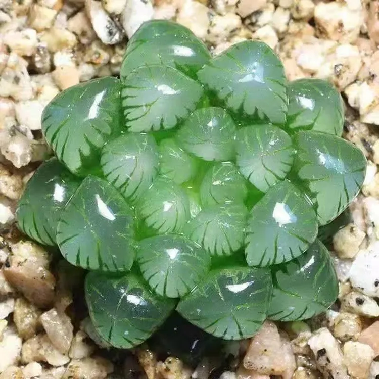 玉露多肉植物十二卷花卉属鸡玉露姬玉露草玉露黄金玉露室内盆栽
