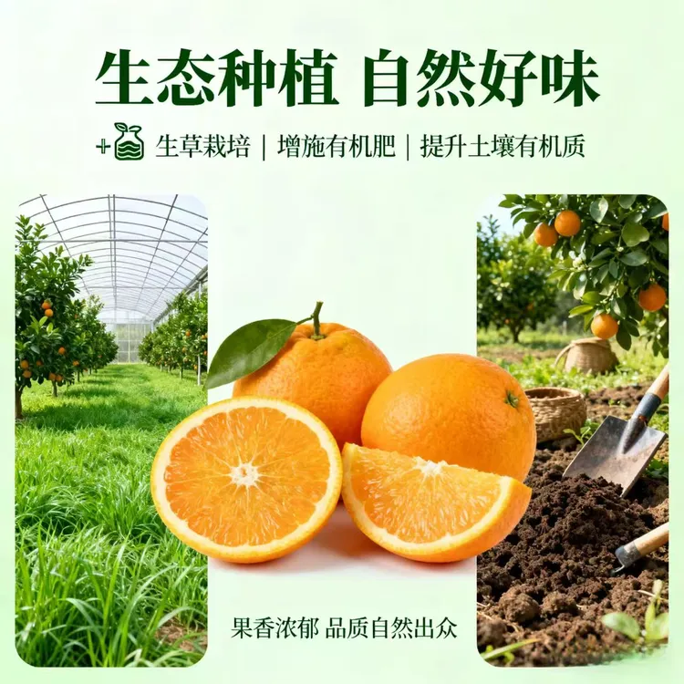 花猫农场 爱媛果冻橙 高糖不催熟 甜到化渣  现采现发