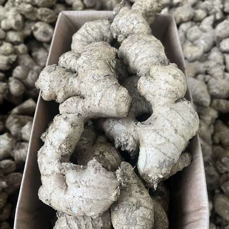 贵州山地小黄姜，两年姜老母。