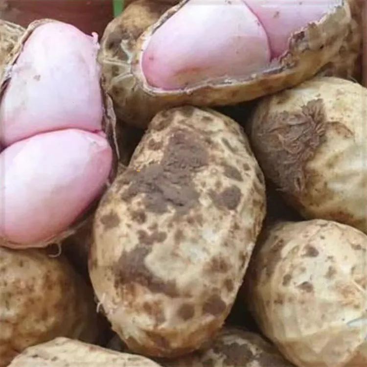 苏北应季鲜花生现挖直发新鲜脆爽徐州当地饱满新鲜花生产地