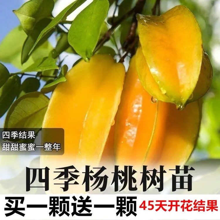 杨桃树苗台湾甜杨桃水果苗纯甜嫁接四季结果庭院地盆栽特大果树苗