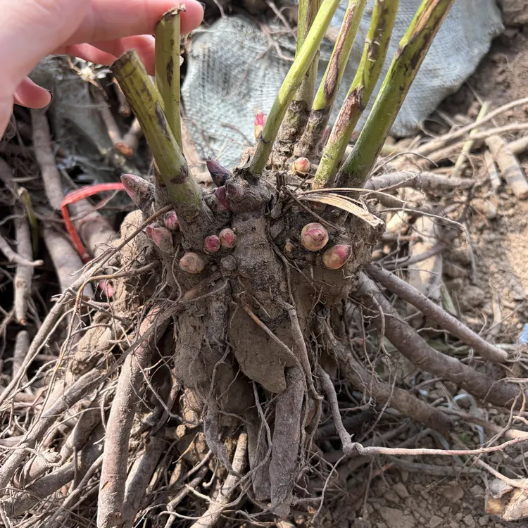 8芽以上菏泽芍药花卉带芽发货耐寒抗旱大花重瓣观赏芍药