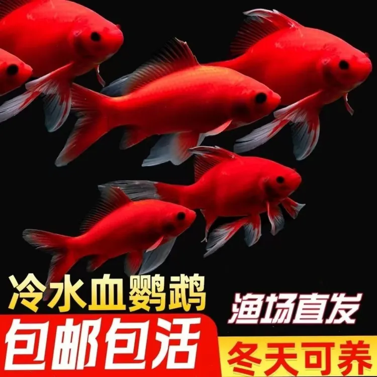 【1689人好评】血红冷水鹦鹉鱼好养耐活黑眼葡萄眼淡水鱼耐寒冷