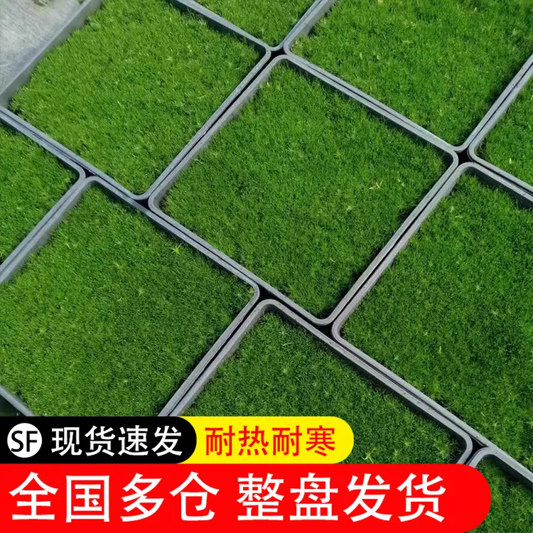 爱尔兰珍珠草--好打理好养护草皮地被植物绿金海岸佛甲草玉龙草