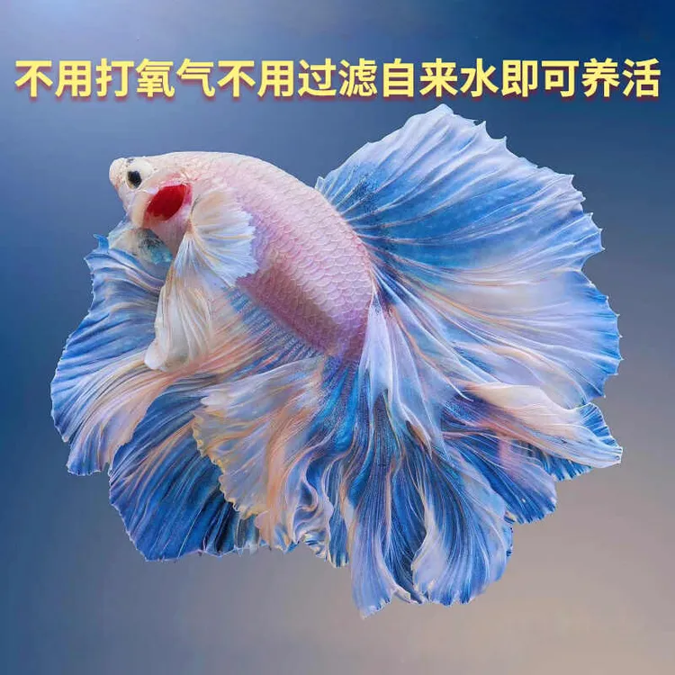 泰国斗鱼观赏鱼热带鱼活体小型淡水好养半月狮子王马尾宠物鱼