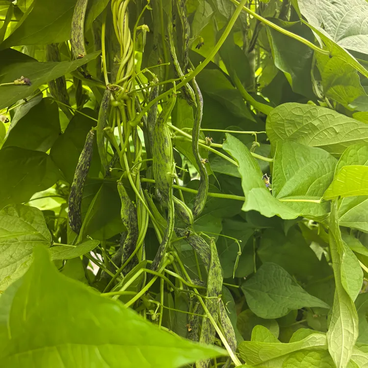 【精选头茬包邮】东北马掌 油豆角新鲜蔬菜现摘现发