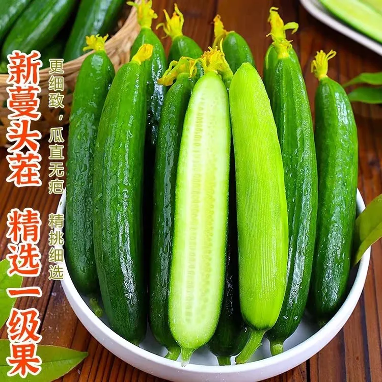 新鲜水果小黄瓜无刺脆嫩清甜生吃即食清香爽口