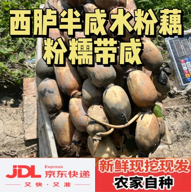 【明日达】西胪半咸水莲藕粉糯香藕现挖新鲜现发5斤