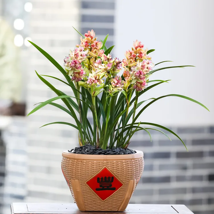 兰花苗四季建兰带花苞富山奇蝶浓香型室内阳台绿植物花卉盆栽客厅