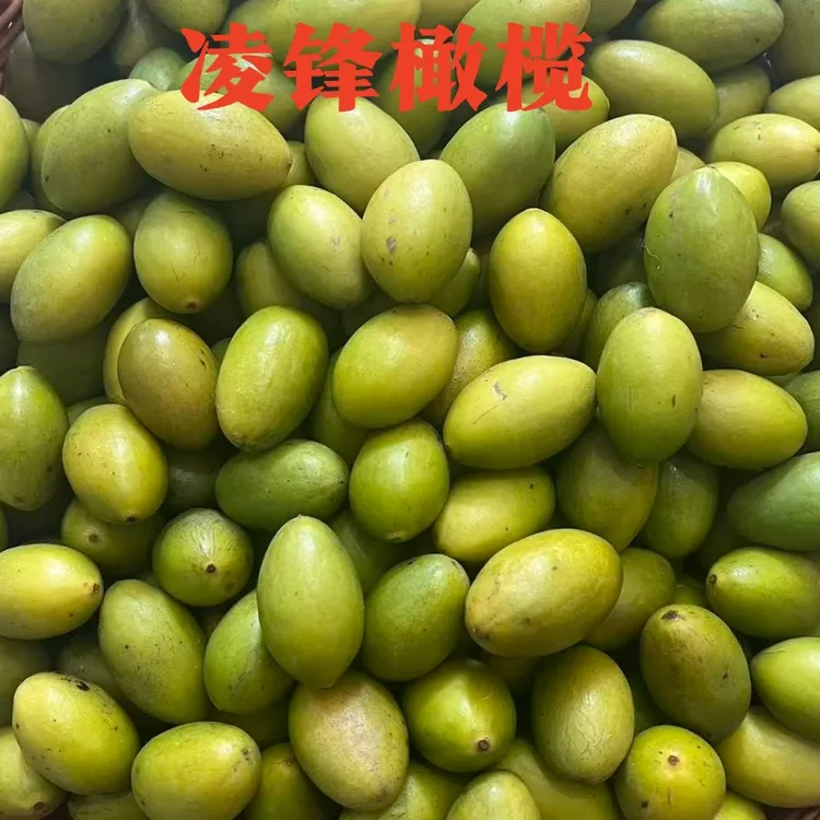 新鲜现摘凌锋橄榄可生吃酥甘自然甜煲汤泡酒生鲜水果